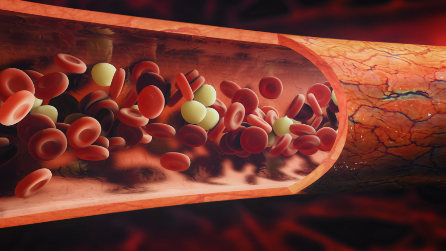 Trombocyternas huvuduppgift är att hejda blödningar som uppstått i kroppens blodkärl genom att täppa igen de öppna sår som uppstått.  Foto: Shutterstock